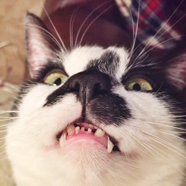 Коты из сети