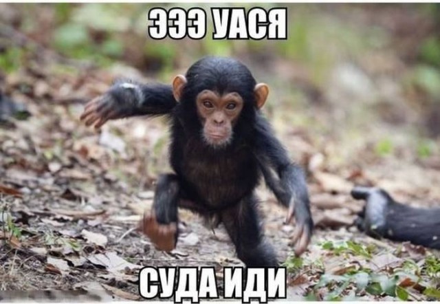 Весёлые картинки 23.11.2016