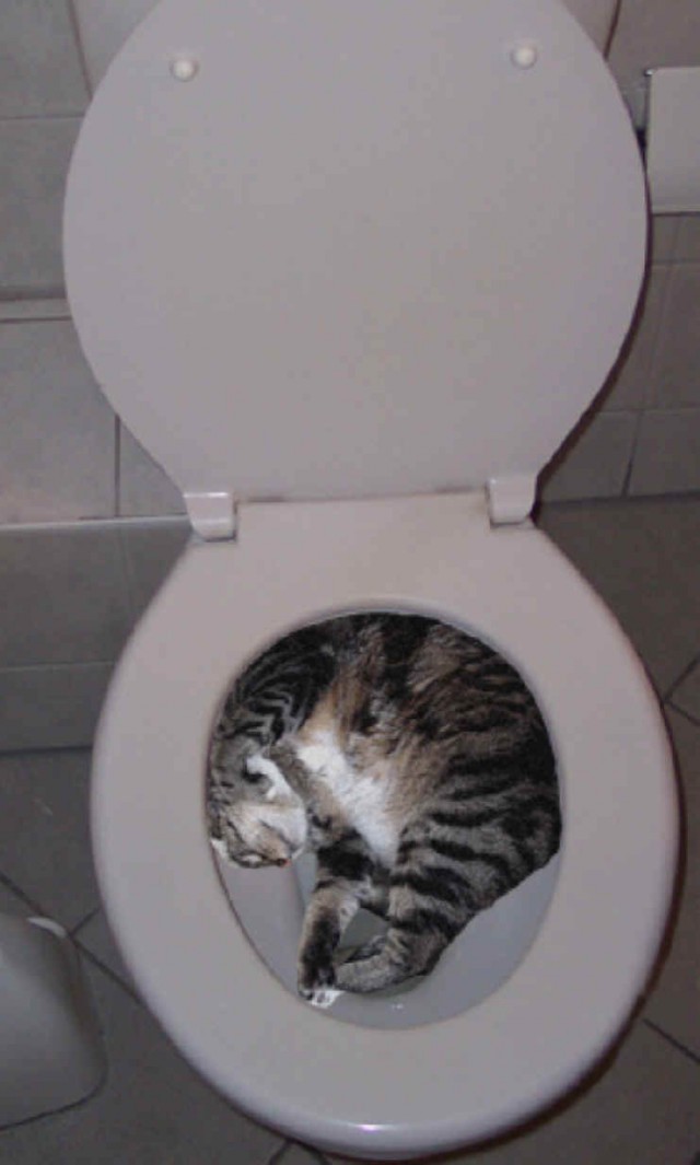 Коты из сети