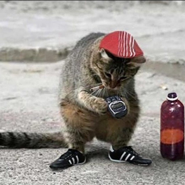 Коты из сети