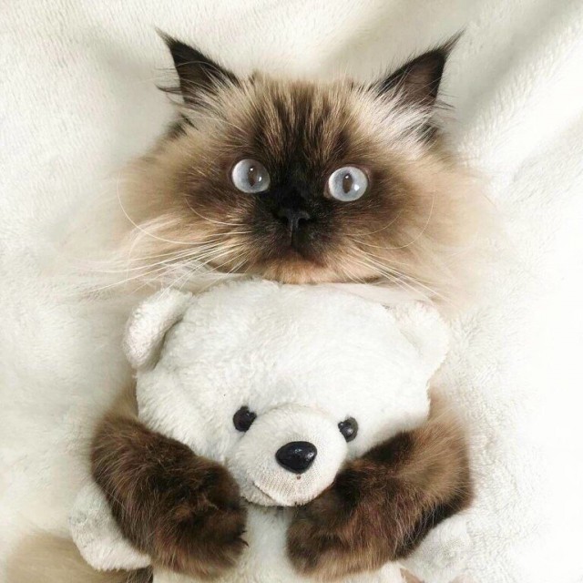 Коты из сети