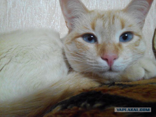 Котовторник 10.01.2017