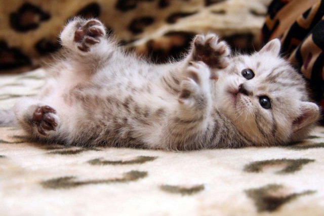 Коты из сети