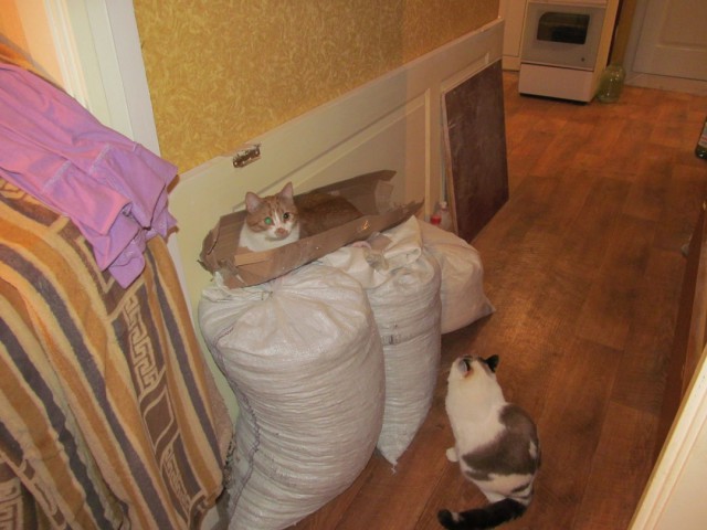 20 мест, в которых не должно было быть кота, но вот он
