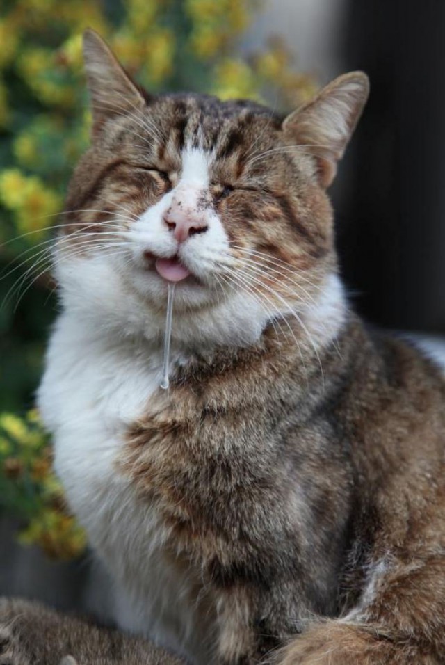 Коты и Кошки