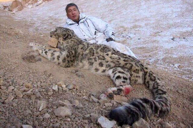 Падение котейки со скалы