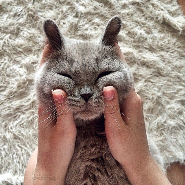 Коты и Кошки