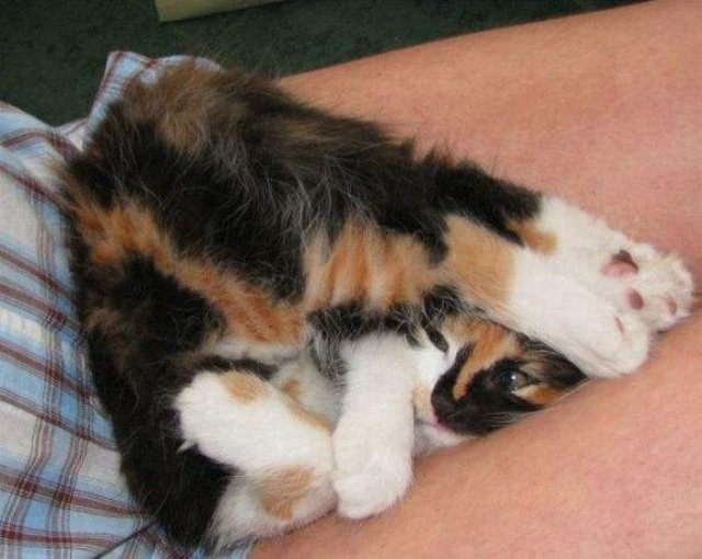 Коты и Кошки