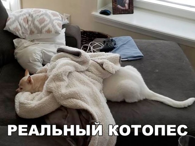 Подборка забавных животных