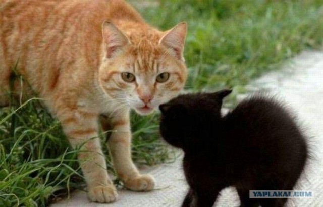 Котовторник в ЯПонии (58 фот)