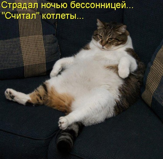 Котовторник 15.02.2011