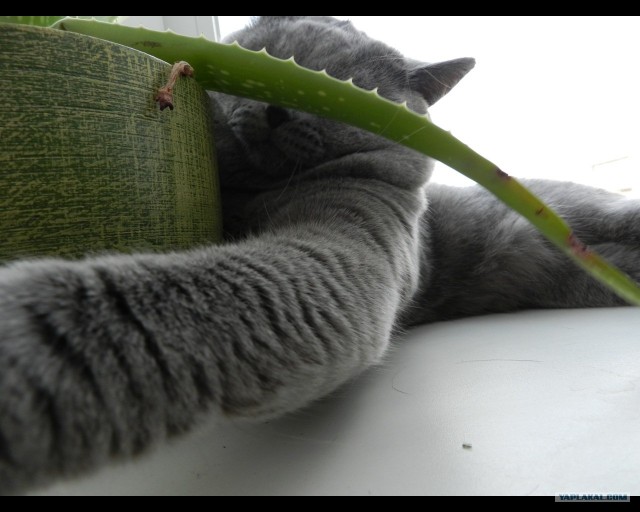 Котовторник: Кошки и ягнёнок