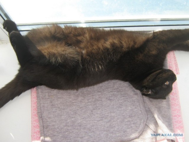 Сонный Котовторник