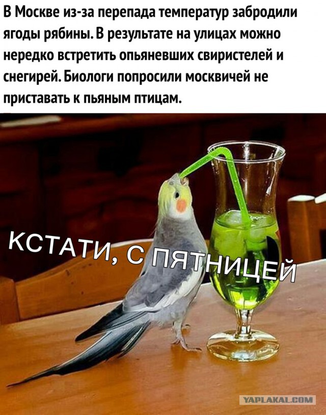 Сорок градусов (Алкопост)