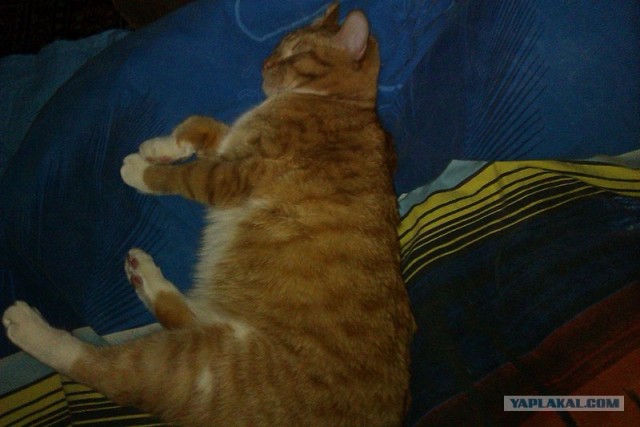 Котовторник (24. 01. 2012 )