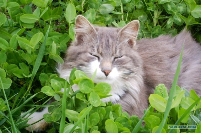 Котовторник! 13.03.2012