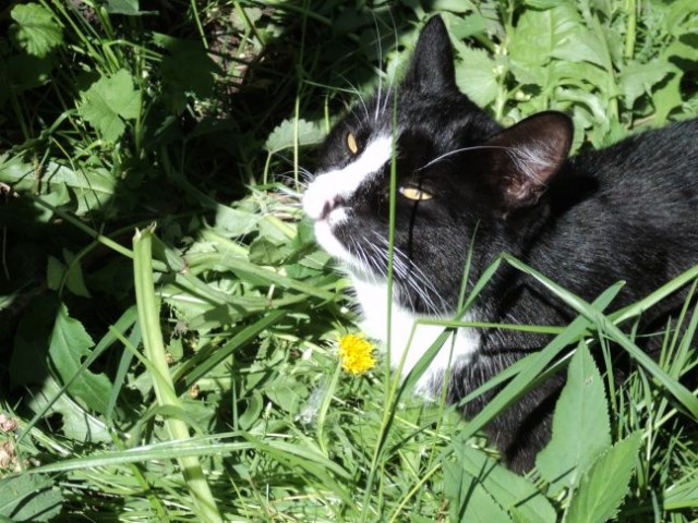 Котовторник  16.10.12