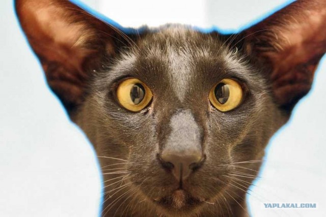 Вот вам кот!