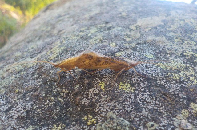 Милые животные. Мимиметр сломался