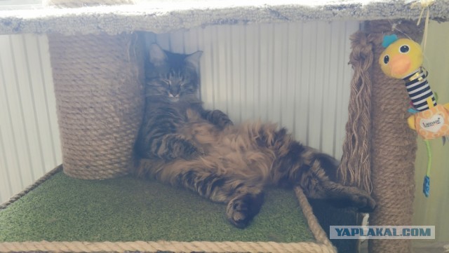 Давайте по котикам, которые с нами на самоизоляции