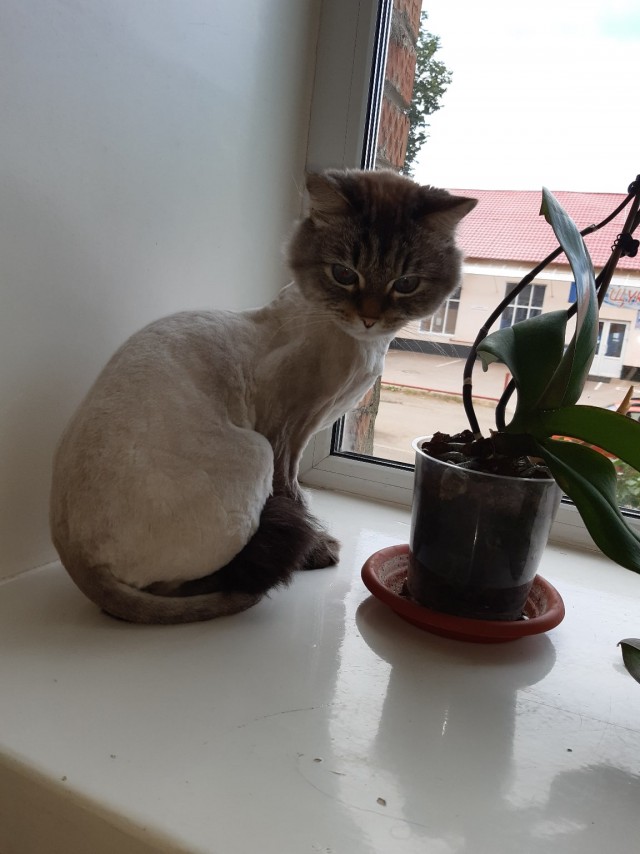 Эти забавные животные