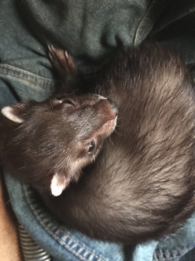 Рыбная солянка