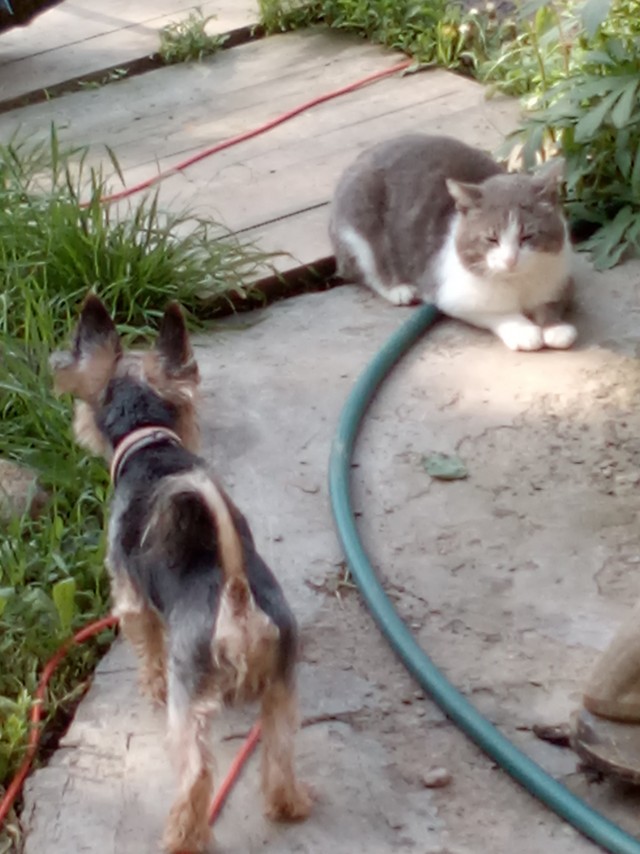 Котовторник?! Коты во вторник!