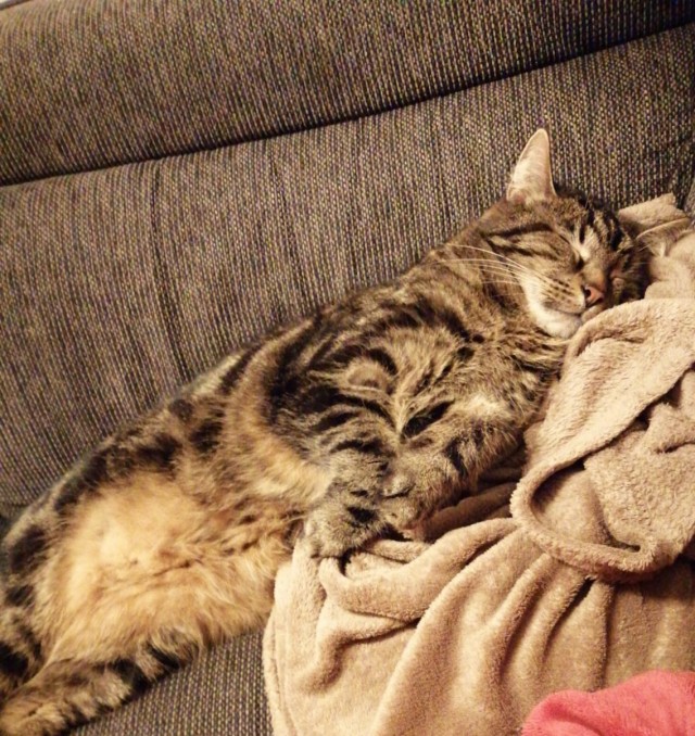 Котовторнику быть!