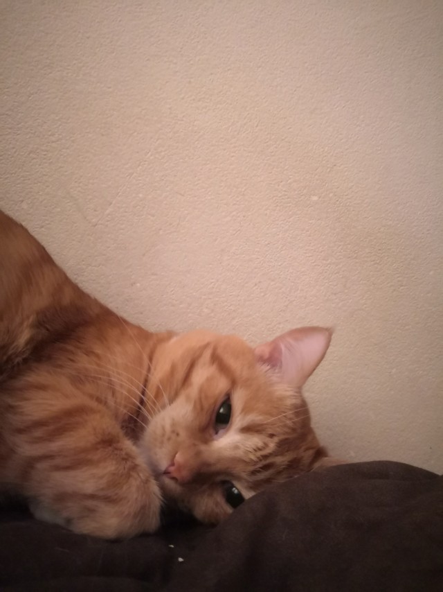 Котаны с забавным окрасом