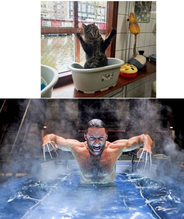 Подборка забавных фото о неподдельных эмоциях котов