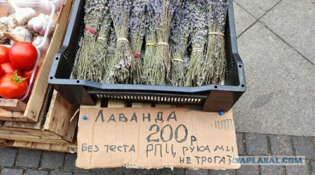 Весёлый полтишок 13.09