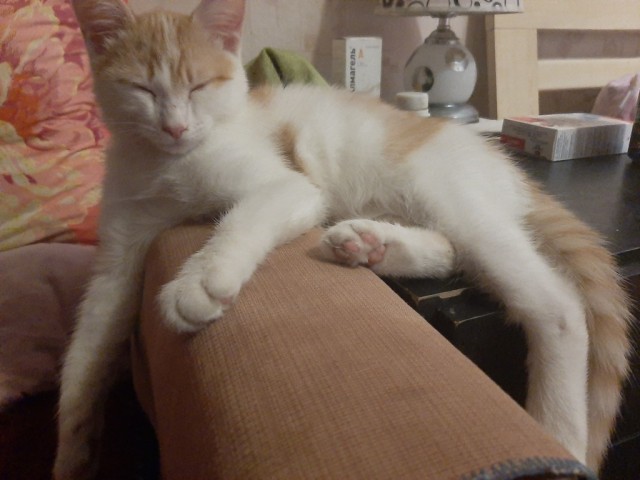 Котовторнику посвящается