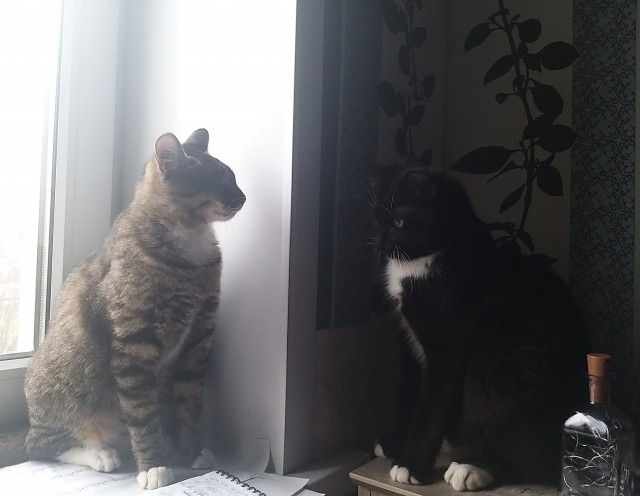 Котовторник