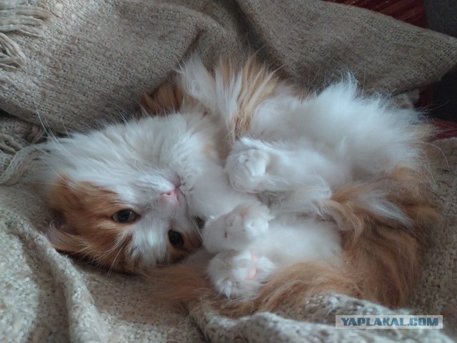 Котовторник ведь начался!