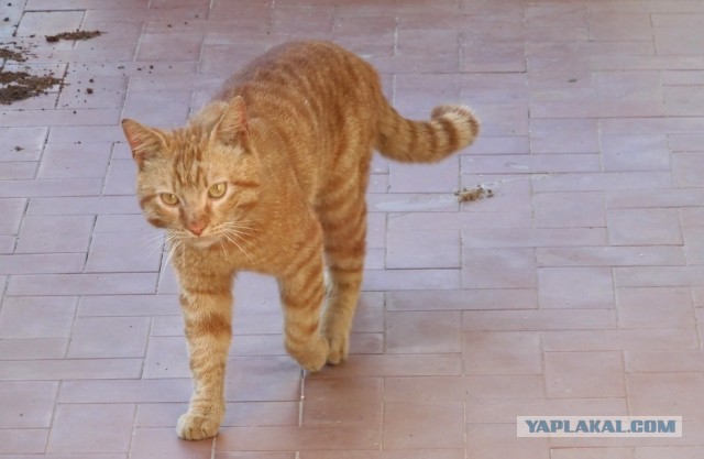 Котовторник. Немного сицилийских котов.