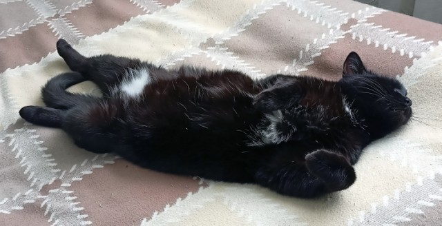 А как спит ваш кошачий?