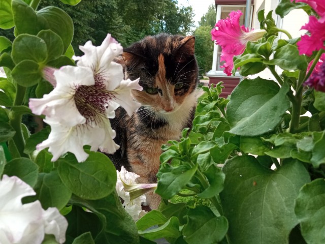 Ура! Котовторник.