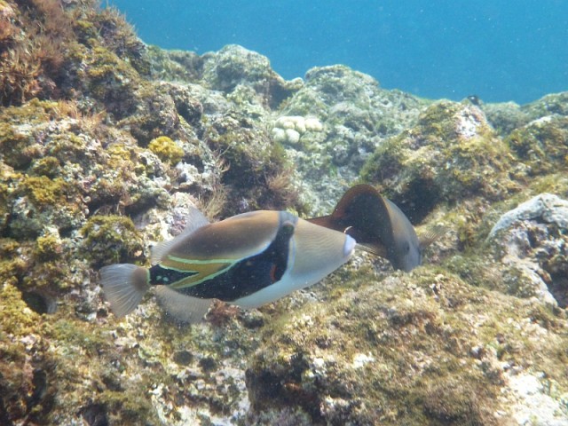 Деревенская Америка