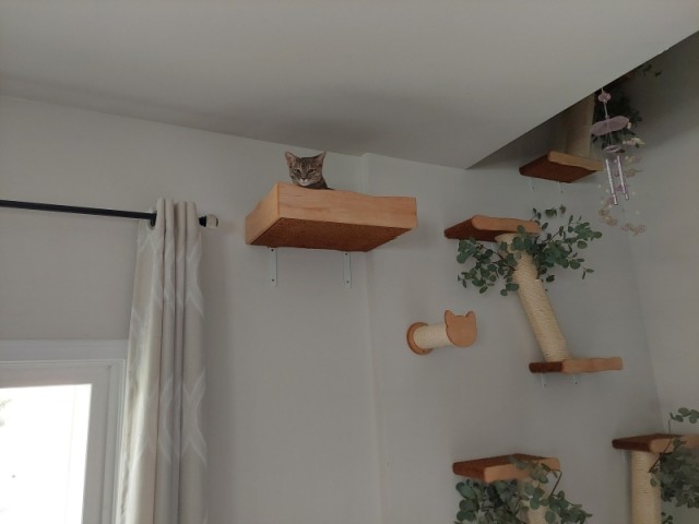 Тренажёр для тыгыдымского кота