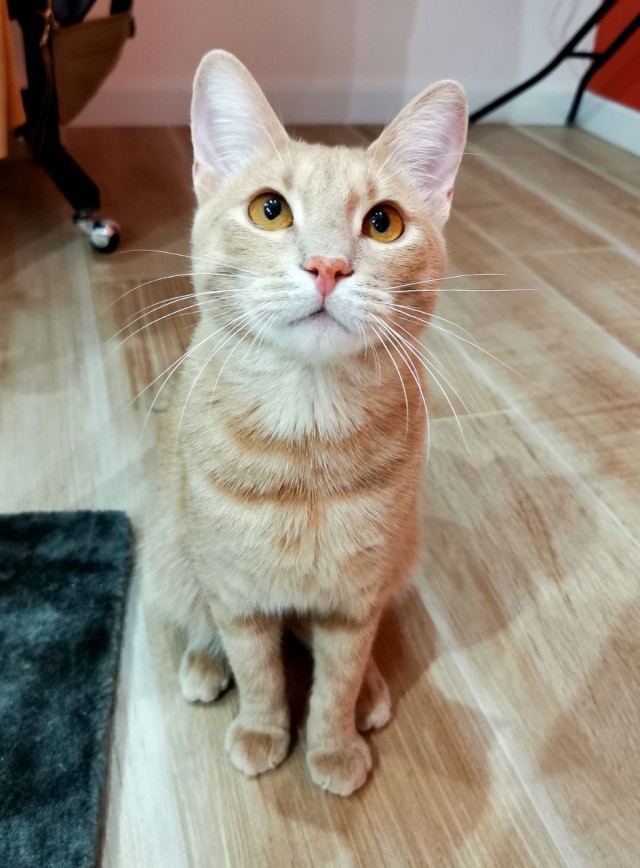 К котовторнику