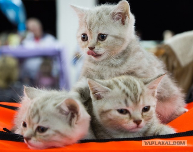 Котовторник 09.04.2013