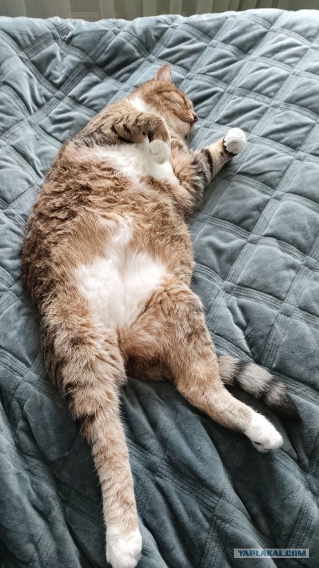 Коты на производстве
