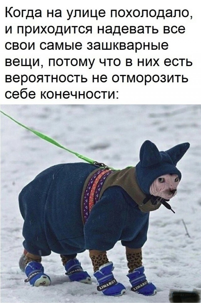 Кошачьи выкрутасы