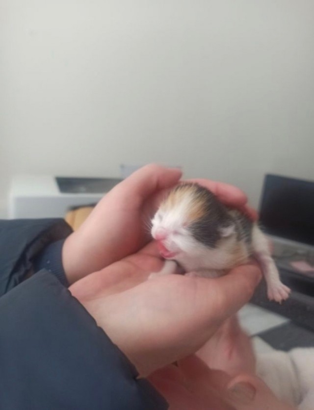 Личинка кисундры