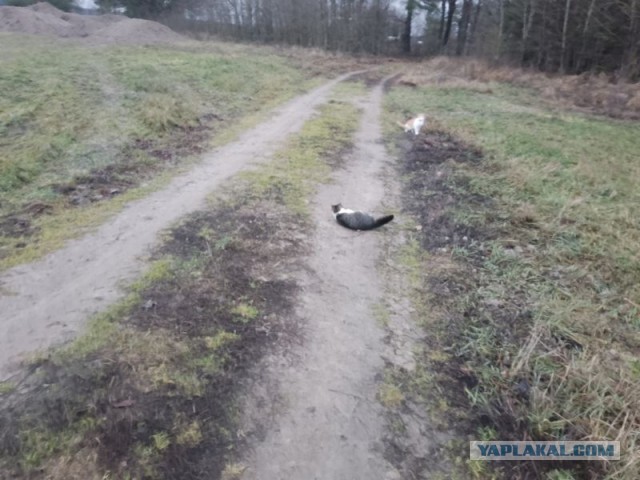 Жизнь домашнего приюта для котеек 476