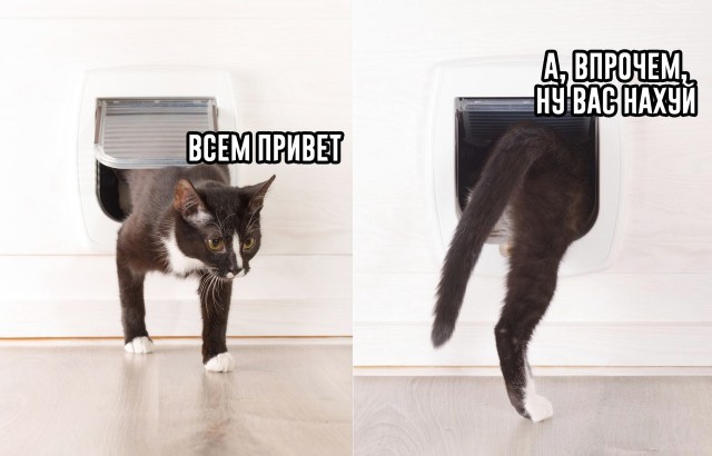 Пятничные улыбательные картинки