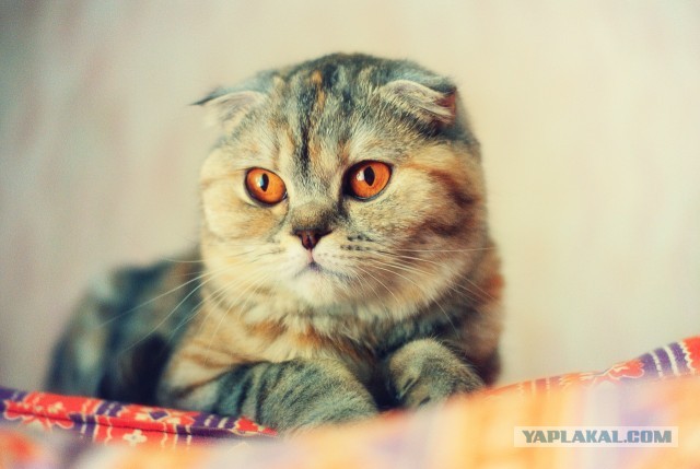 Мелом обвести?