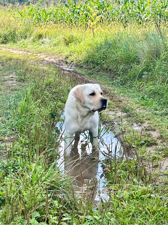 Собакочетверг же