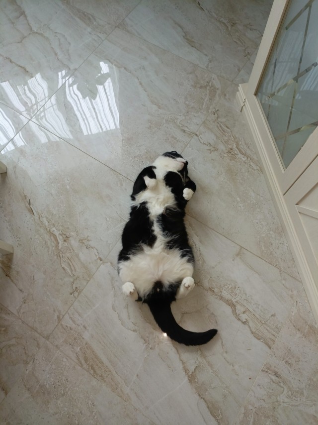 К котовторнику: подборка картинок-баянов с котиками и про котиков. Выпуск 4