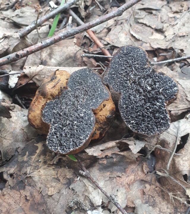 Грибной поход . День второй